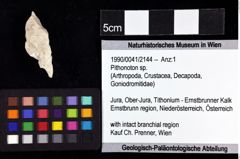 Foto (Objket + Etiketten) von Pithonoton sp. 